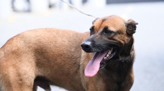 Rabia en el Perú: ¿Qué debo hacer si me muerde un perro?