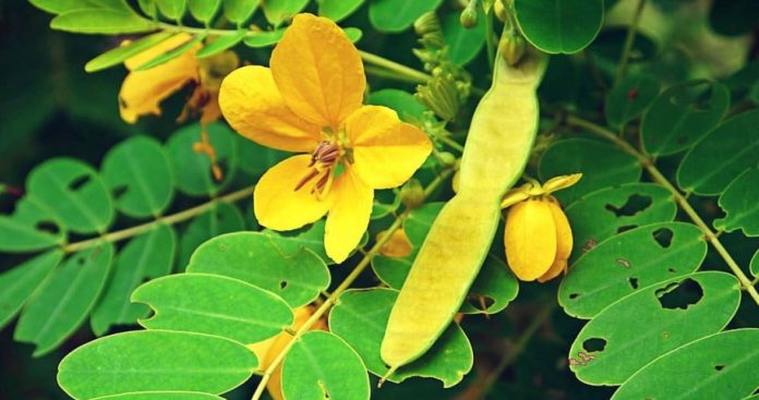 Beneficios medicinales de la Senna Beneficios medicinales de la Senna