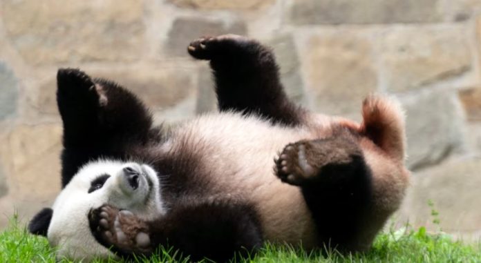 China pide a EEUU que les devuelvan sus pandas
