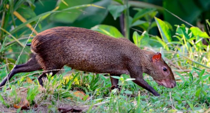 Hallazgo en la Amazonía peruana: animal nunca antes identificado