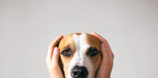 Así calmas a tu mascota de los fuegos artificiales