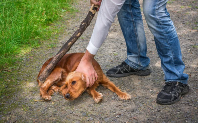 Fiscalía dicta 11 meses de prisión suspendida contra sujeto que golpeó a su perro