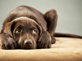 Mascotas sufren hasta 4 veces más por ruido de pirotecnia