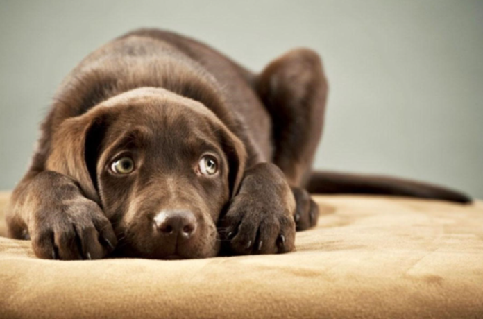 Mascotas sufren hasta 4 veces más por ruido de pirotecnia