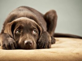Mascotas sufren hasta cuatro veces más con pirotecnia