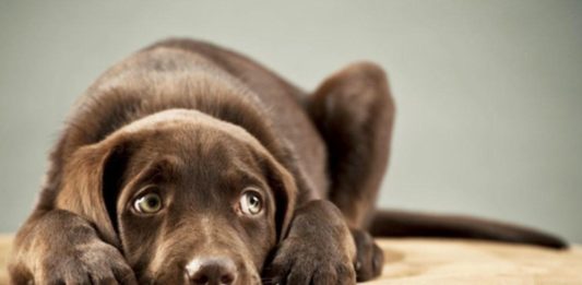 Mascotas sufren hasta cuatro veces más con pirotecnia