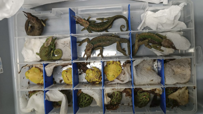 Detienen pasajero que entró a Perú con 160 animales exóticos
