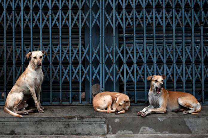 Ciudad italiana reduce impuestos hasta 200 € por adoptar un perro