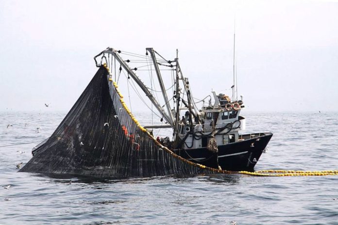 Pesca de bonito tendrá límite de 42,415 toneladas durante todo el 2024.