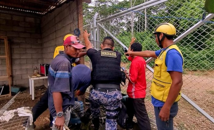 Puma muere tras fallida captura de efectivos policiales