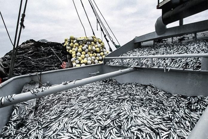 La autorización para el proceso de exploración anchoveta y anchoveta blanca fue comunicada por el Ministerio de la Producción (Produce).