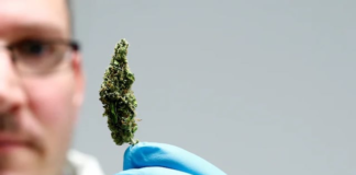 Alemanes ya pueden ‘prenderse’ Alemanes ya pueden ‘prenderse’