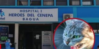 Niñas mueren por mascota con rabia