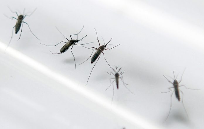 Vacuna brasileña contra el dengue tiene eficacia del 79.6 % Vacuna brasileña contra el dengue tiene eficacia del 79.6 %