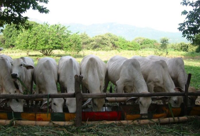 Ganadería sostenible en Colombia, innovación y rentabilidad