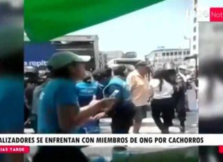 50 cachorros en adopción decomisados por la Municipalidad de Lima