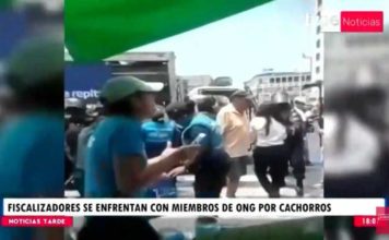 50 cachorros en adopción decomisados por la Municipalidad de Lima