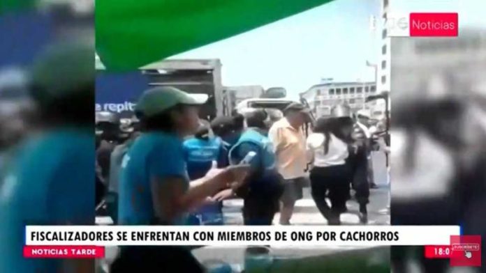 50 cachorros en adopción decomisados por la Municipalidad de Lima