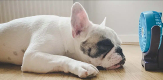 golpe de calor en mascotas