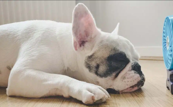 golpe de calor en mascotas