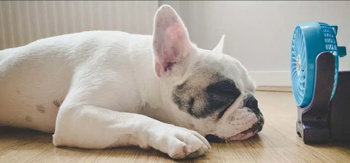golpe de calor en mascotas