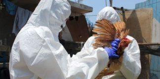 Primer caso de gripe aviar en granja comercial de La Libertad
