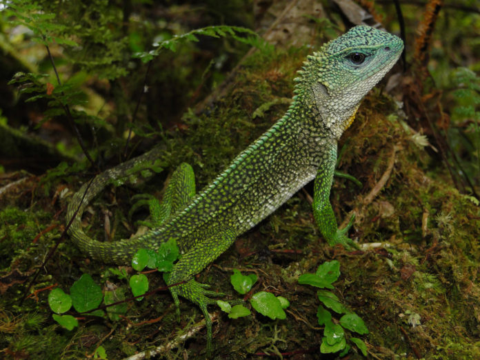 Un reptil con nombre de leyenda: nueva especie de lagartija en Perú homenajea a Bruce Dickinson, vocalista de Iron Maiden.