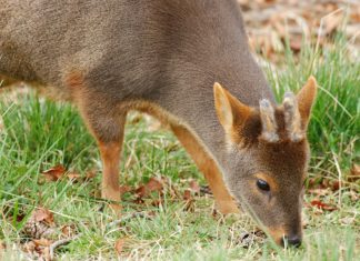 Pudú: una nueva especie de ciervo enano descubierto en Perú Pudú: una nueva especie de ciervo enano descubierto en Perú