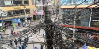 Ratas se pasean por los cables en desuso de lima