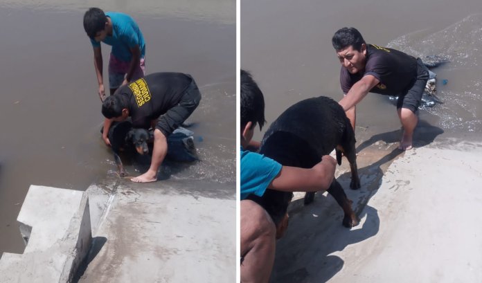 Bebé recién nacida fallece tras ser atacada por 2 perros en SJL
