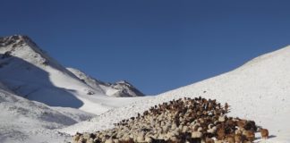 Desesperación en mongolia: El impacto devastador del Dzud El cambio climático es un factor clave en esta crisis, ya que ha alterado las estaciones y exacerbado las condiciones extremas en Mongolia