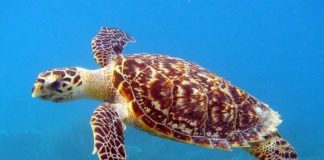 Tragedia en Zanzíbar: Ocho niños y una adulta han perdido la vida