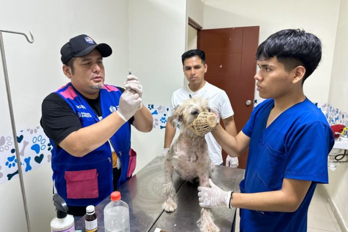 Alcalde de Ate esteriliza a más de 300 mascotas