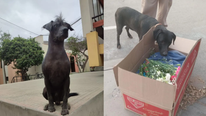 UNI: alumnos piden justicia por muerte de mascota