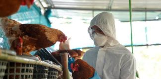 Gripe aviar sería peor que Covid