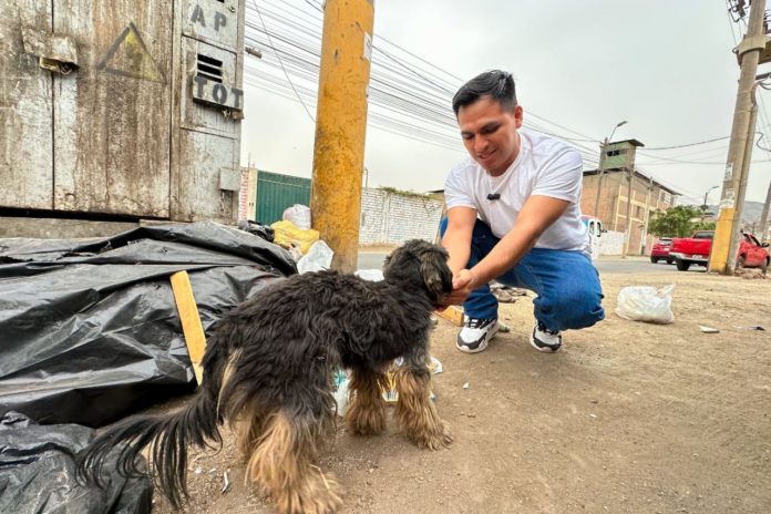 Alcalde de Ate cumple promesa y esteriliza más de 300 mascotas