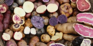 Día Nacional de la Papa: ¿Cuántas variedades existen en el Perú?