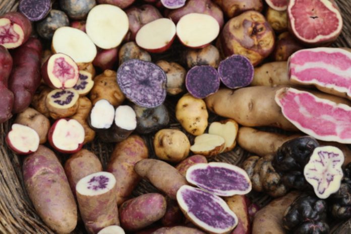 Día Nacional de la Papa: ¿Cuántas variedades existen en el Perú?