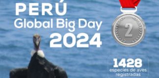 Perú alcanza el segundo lugar en el Global Big Day 2024 de avistamiento de aves