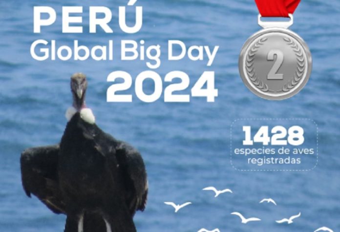 Perú alcanza el segundo lugar en el Global Big Day 2024 de avistamiento de aves