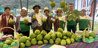 “Festival de la Chirimoya” en Cumbe