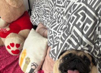 ¿Cómo debo abrigar a mi mascota en este invierno?