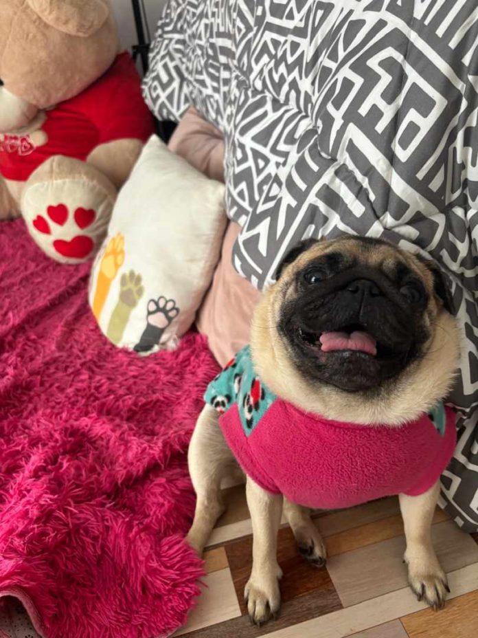 ¿Cómo debo abrigar a mi mascota en este invierno?