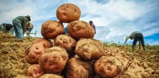 Perú celebra el Día Nacional de la Papa