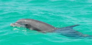 Detectan gripe aviar en un delfín de florida