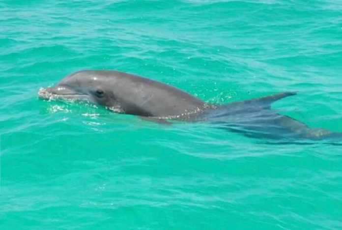 Detectan gripe aviar en un delfín de florida