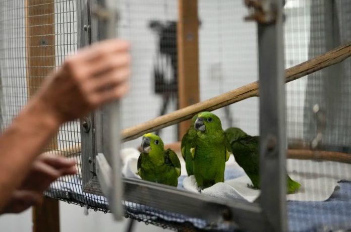 Psitacosis: El virus que sigue escalando en Argentina