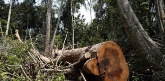 México: Tala ilegal de arboles bajo el cargo de bandas criminales