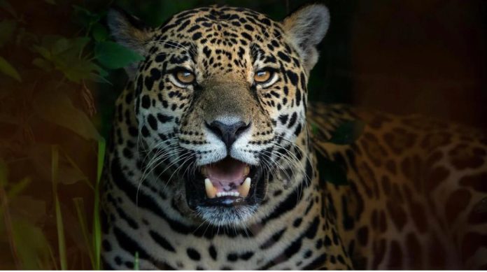 Hallan nuevo ejemplar de yaguareté en Argentina