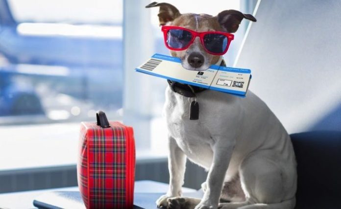 Crean la primera aerolínea para perros